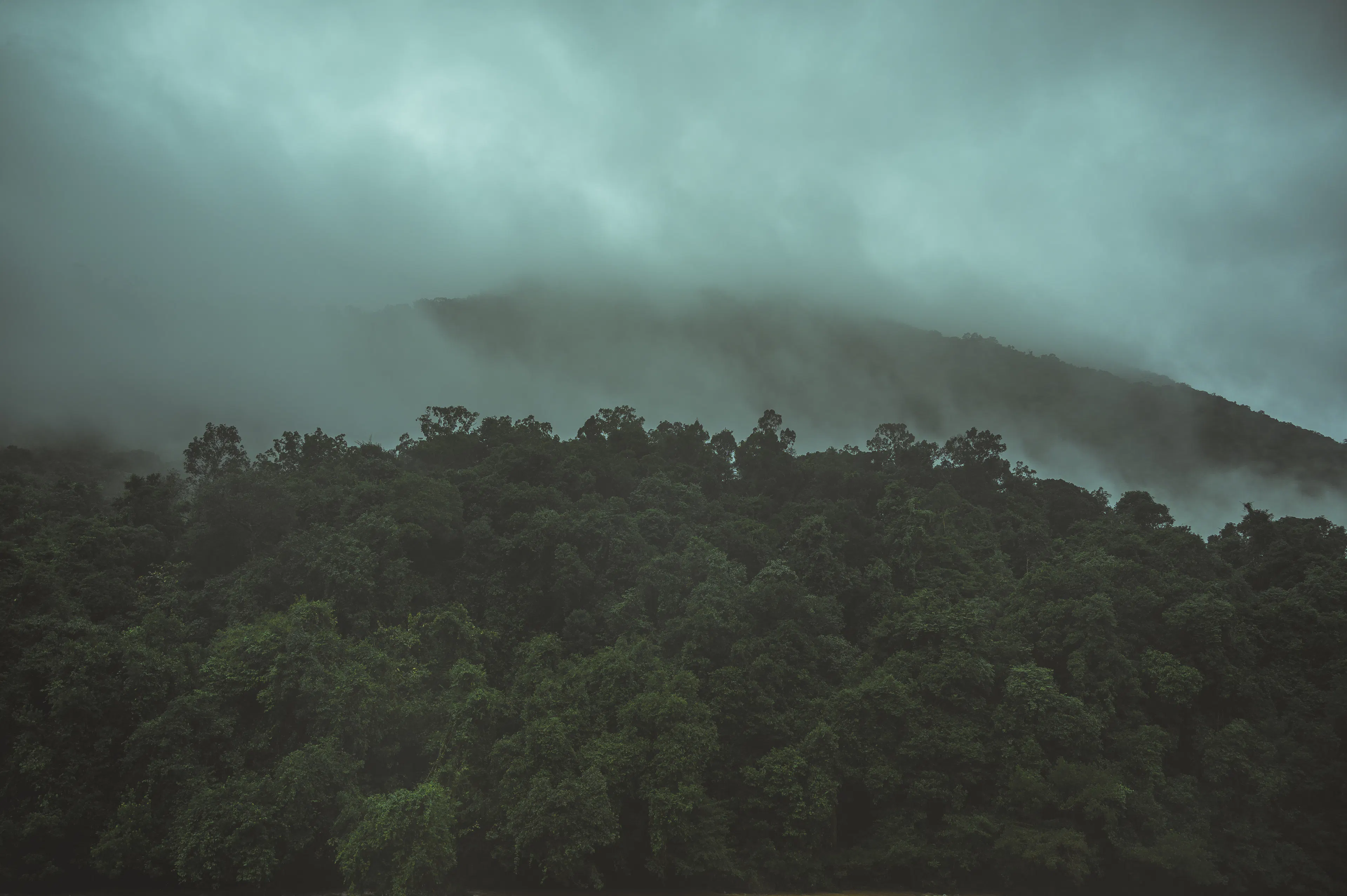 ದಟ್ಟ ನಿತ್ಯಹರಿದ್ವರ್ಣ ಕಾಡಿನ ಮೇಲೆ ಕವಿದ ಮೋಡ