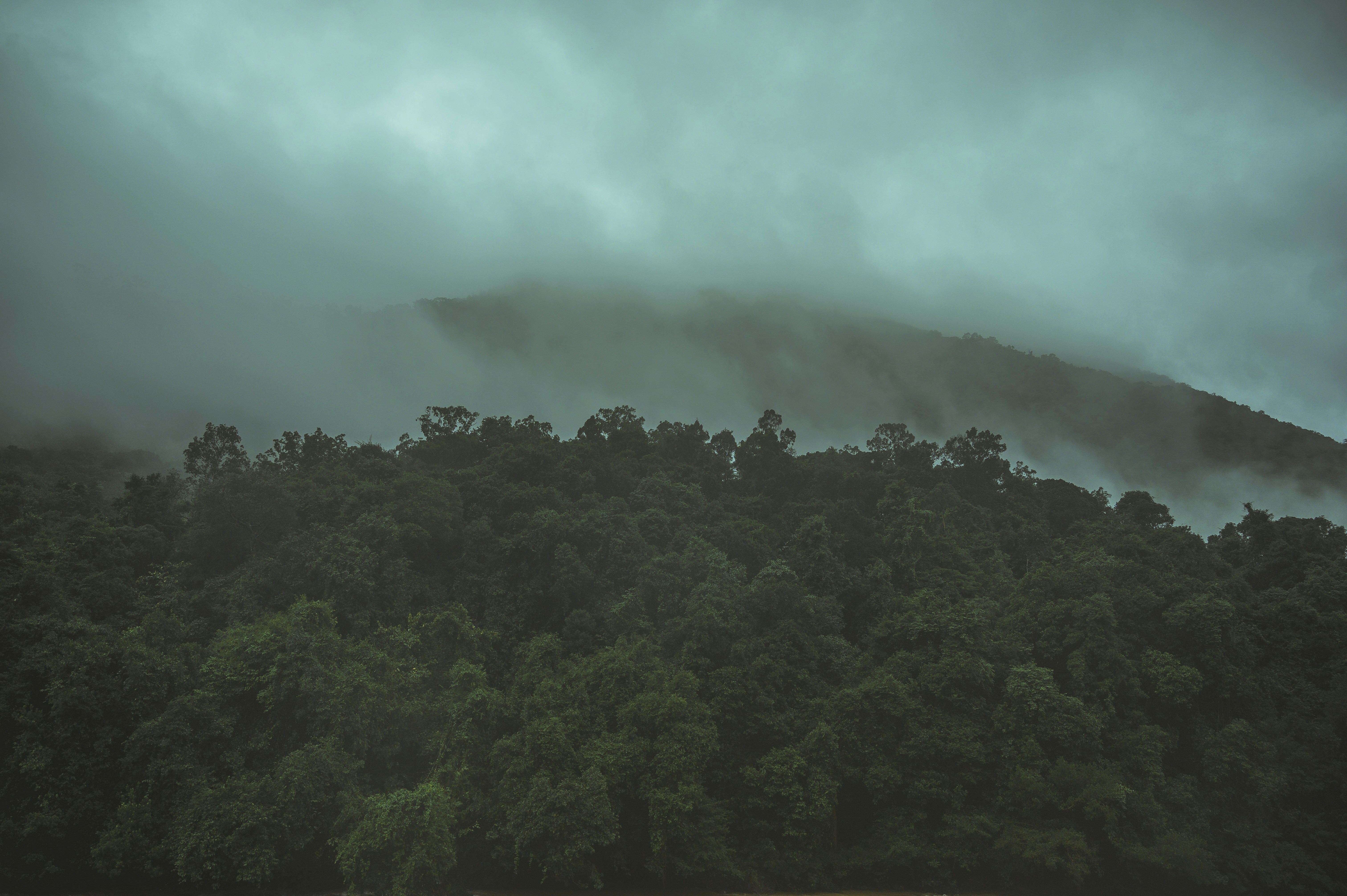 green trees under white clouds