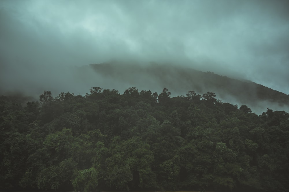 green trees under white clouds