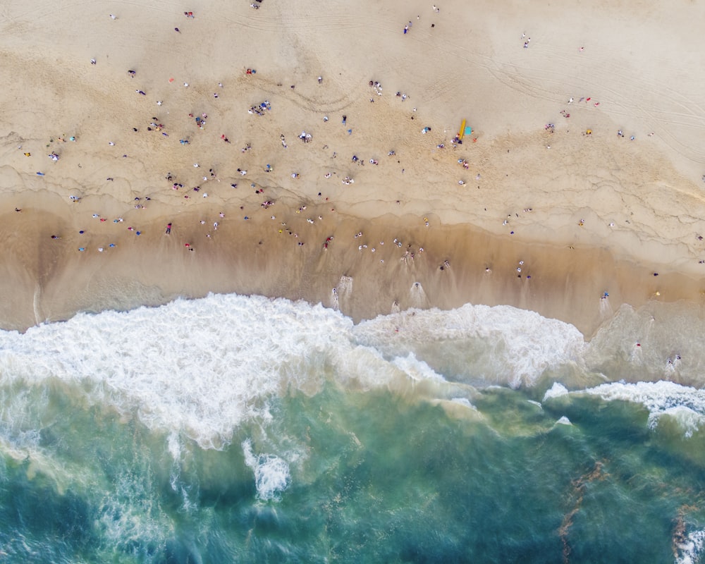 people on beach during daytime