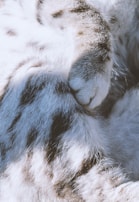 A close-up of a furry animal's paw and fur, displaying a soft texture with a mix of white and gray fur, speckled with darker spots.