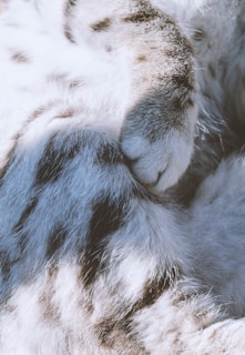 A close-up of a furry animal's paw and fur, displaying a soft texture with a mix of white and gray fur, speckled with darker spots.