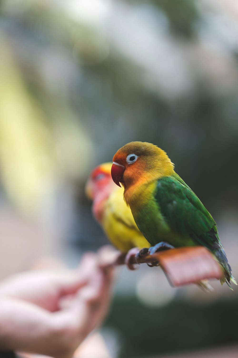 pájaro verde, amarillo y rojo en la mano de las personas