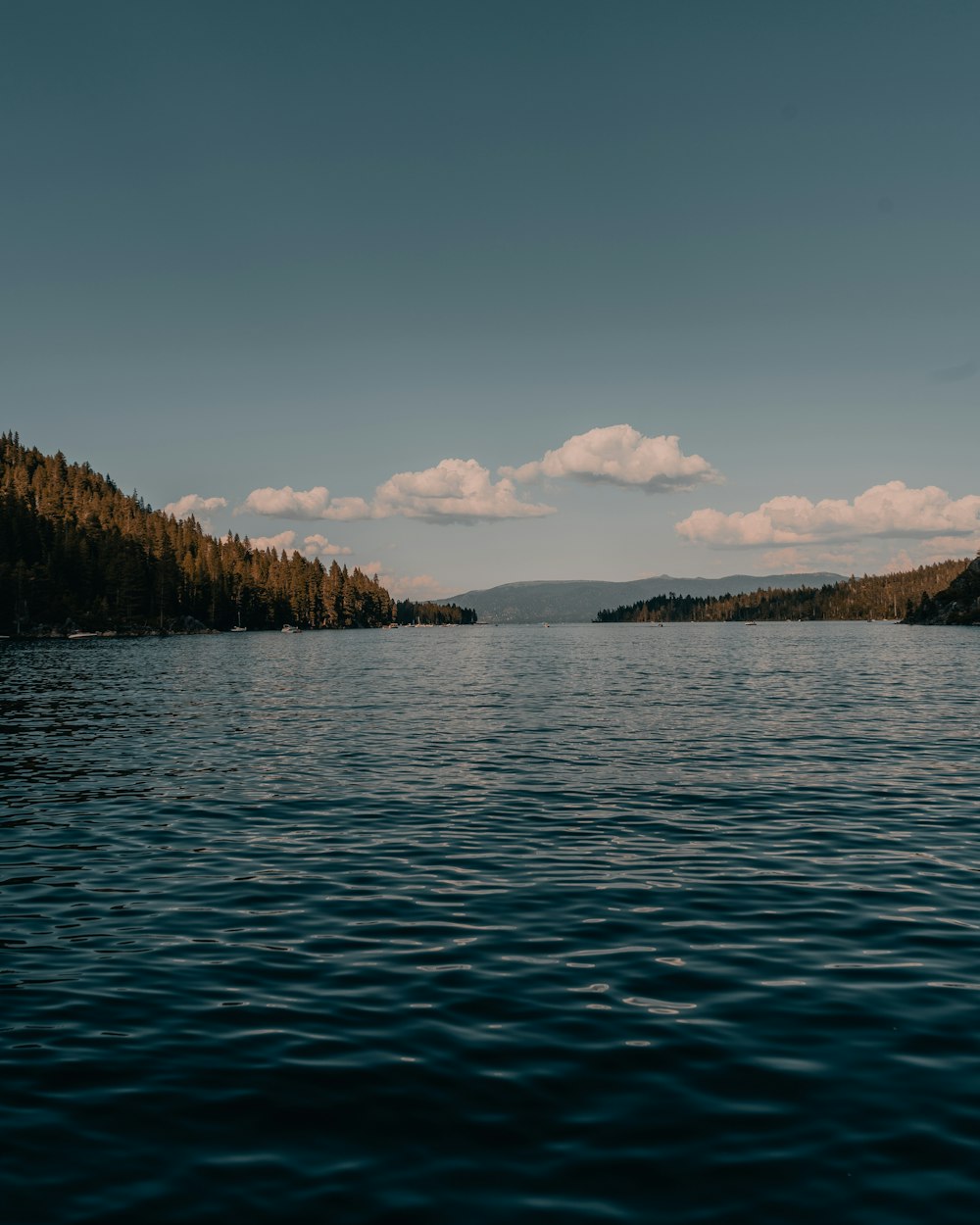 green trees beside body of water during daytime