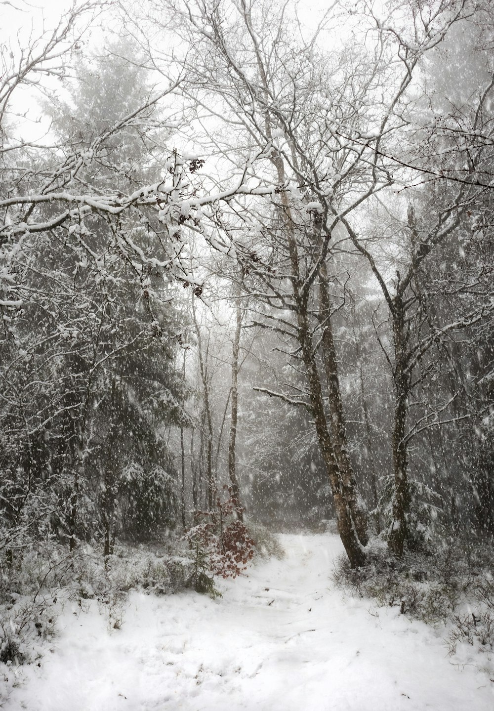 snow covered trees during daytime