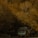 A large truck with a green cab and a long trailer is driving on a road. The surroundings are filled with dense leafless trees, creating a somber atmosphere. The faded sunlight casts a warm, golden hue over the entire scene, contrasting against the dark shadows.