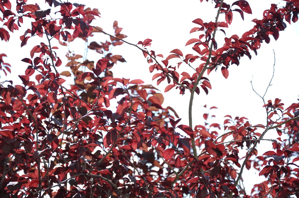 red leaves on tree branch