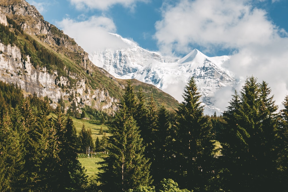 Grüne Bäume in der Nähe von schneebedeckten Bergen während des Tages