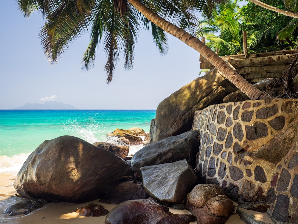 coconut tree near sea during daytime