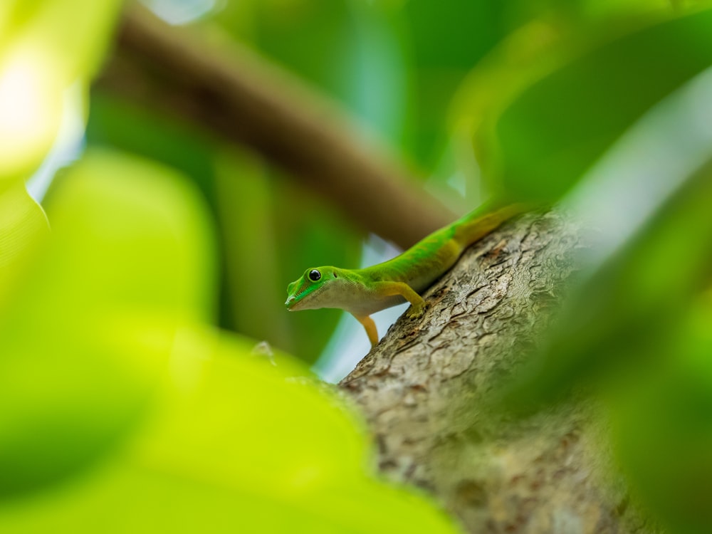 green lizard on brown tree trunk