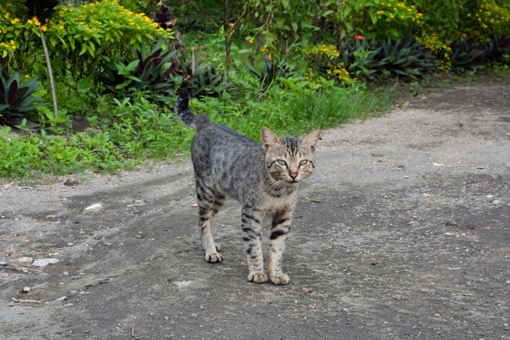 brown tabby cat walking on gray concrete road