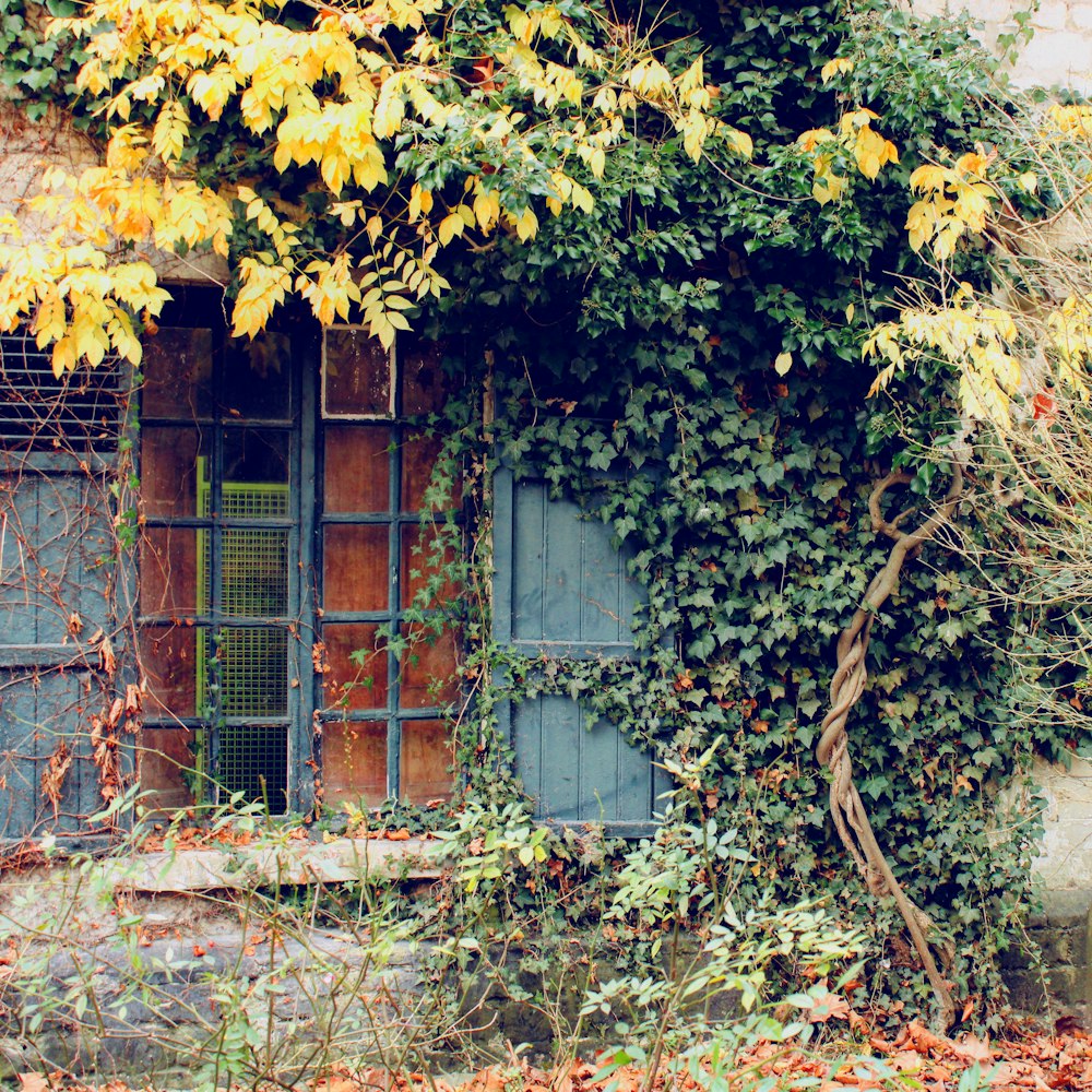 green and brown tree beside blue wooden window