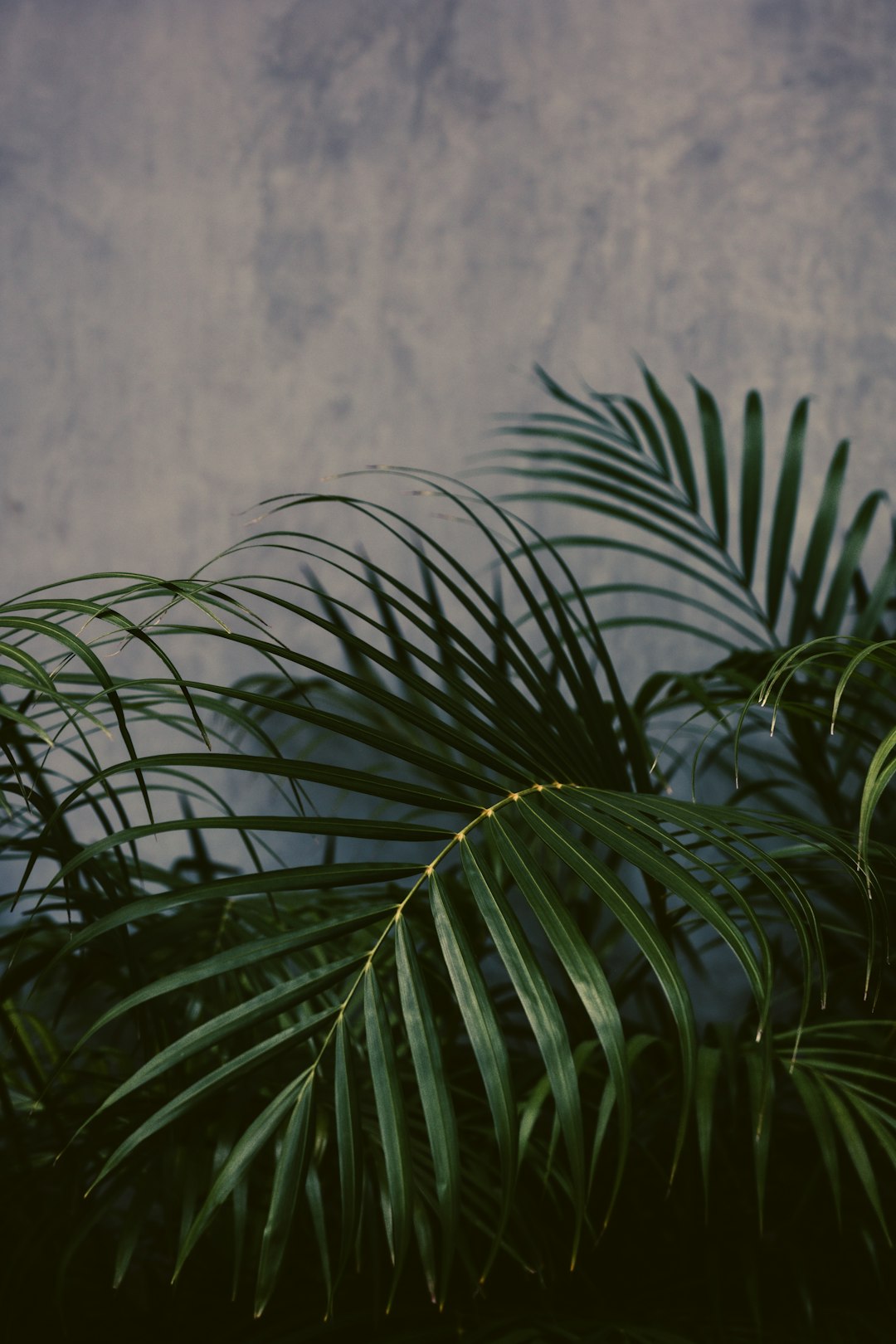 green plant beside white wall