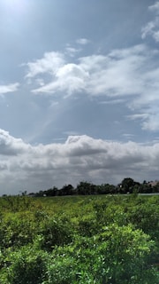 A lush green landscape with dense vegetation under a bright, partly cloudy sky. The horizon shows a line of trees with a few scattered buildings in the distance, giving a sense of tranquility and vastness.