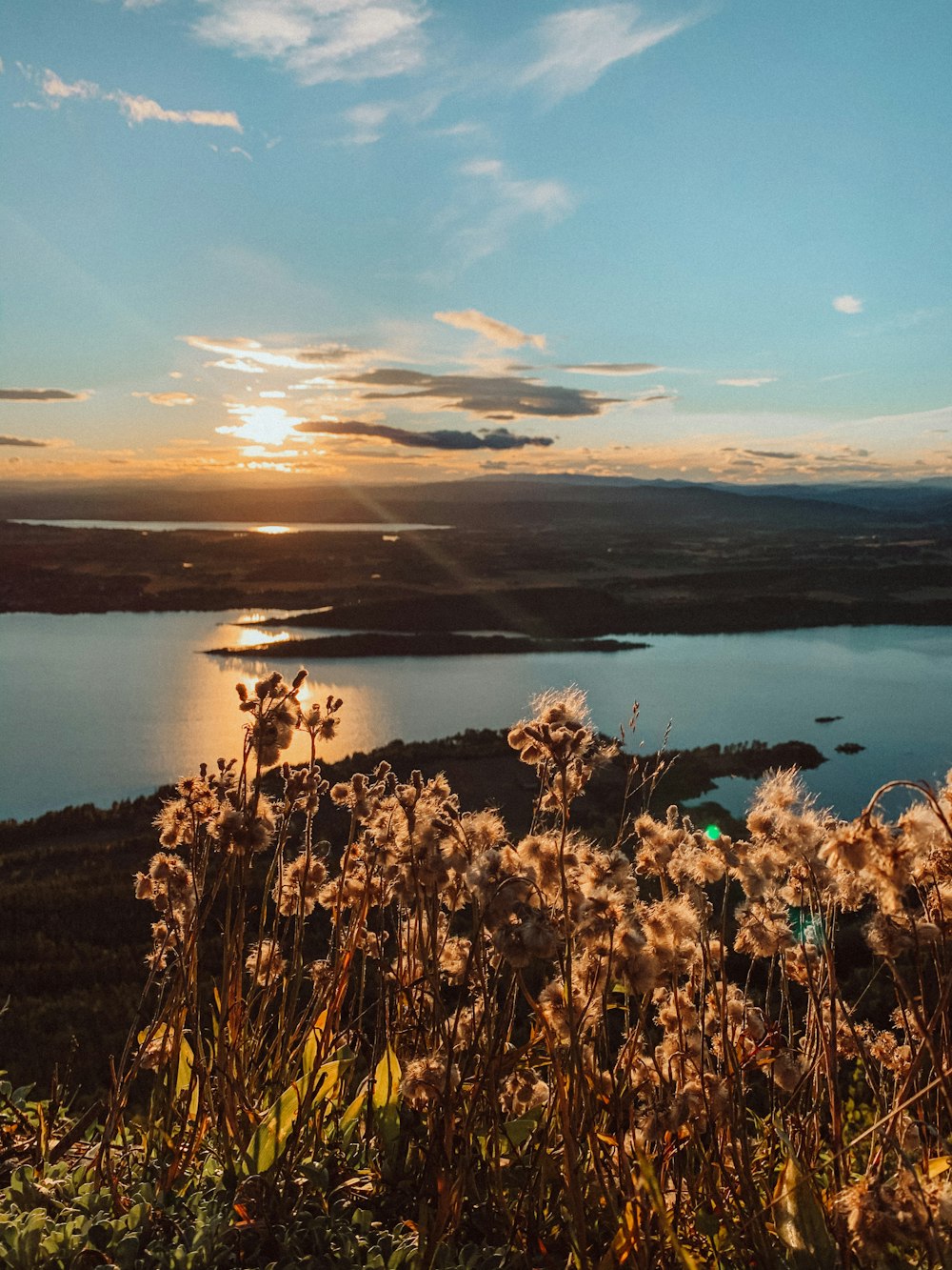 brown grass near body of water during sunset