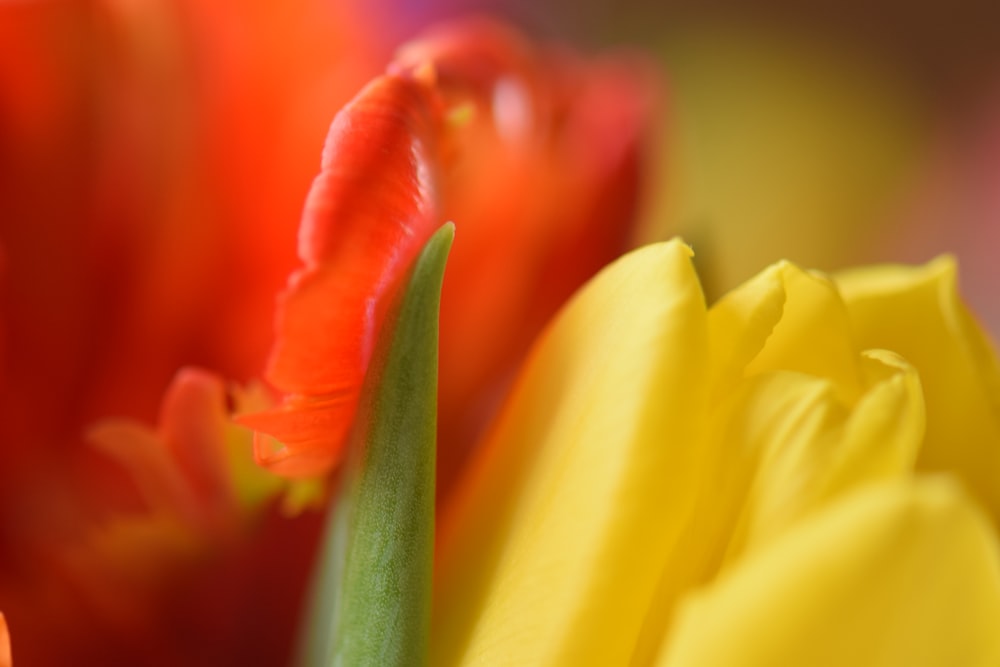 yellow and red tulip in bloom close up photo