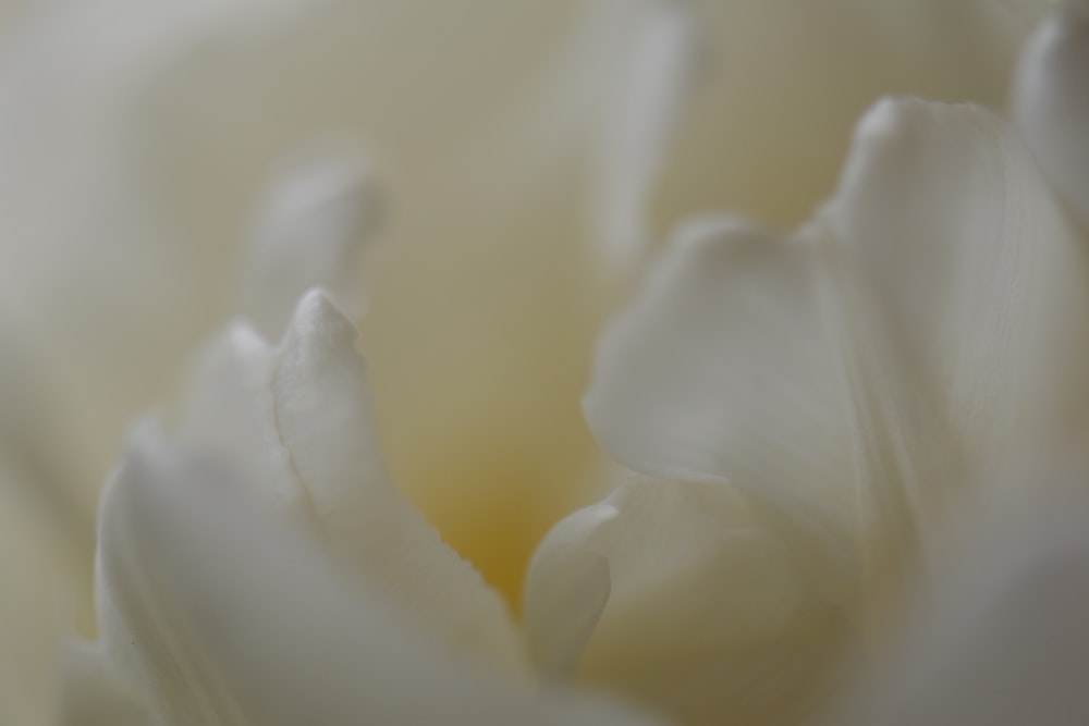 white flower in macro shot