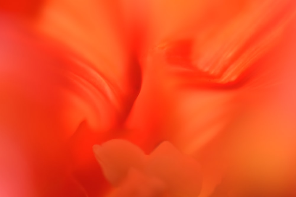 close up foto da flor rosa