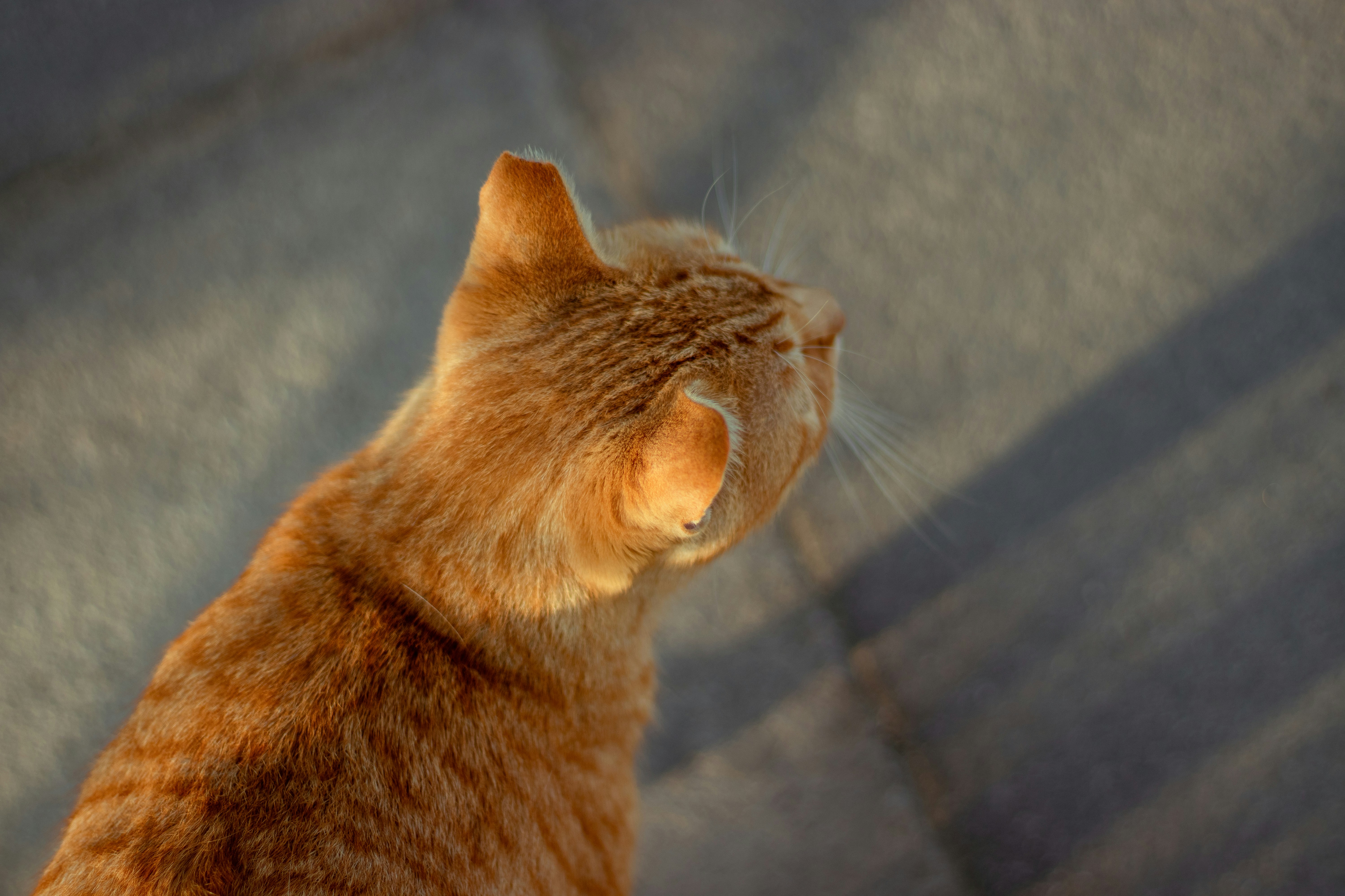 Photo by malikshibly