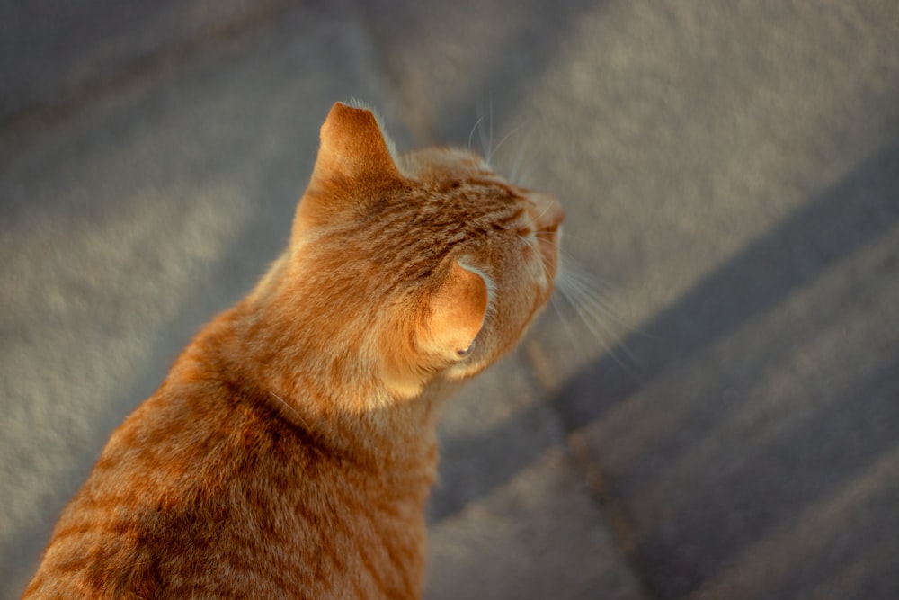 orange tabby cat on gray textile