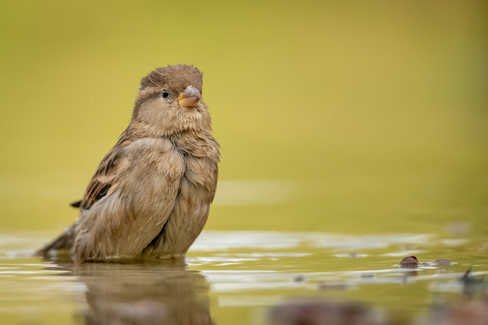 brown bird on water during daytime