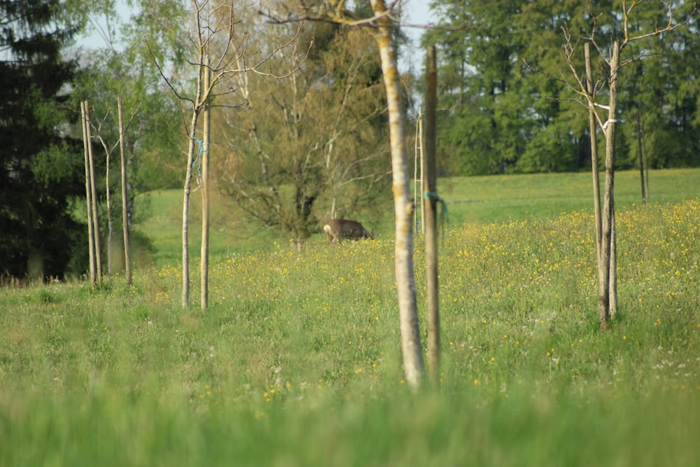 green grass field with brown tree during daytime