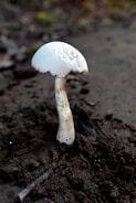 A small, white mushroom is growing out of dark, earthy soil. The mushroom has a smooth cap and a tall, slender stem, with slight speckles of brown. It stands isolated against a blurred background of natural ground debris like leaves and twigs.