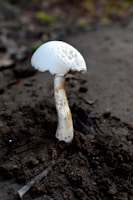 Healthy white mycelium spreading through spawn substrate in a transparent bag.