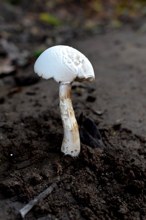 Healthy white mycelium spreading through spawn substrate in a transparent bag.