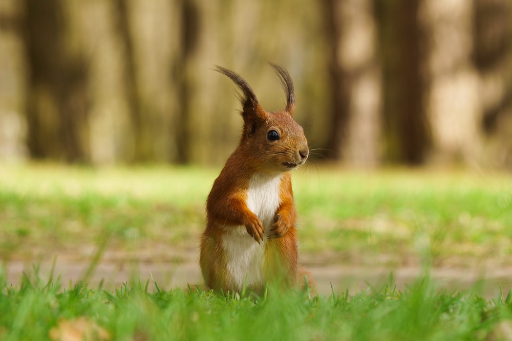 Braunes und weißes Kaninchen auf grünem Rasen tagsüber