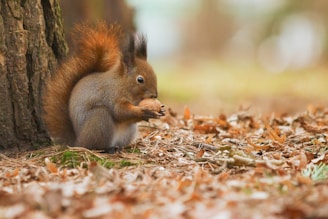 brown squirrel on brown dried leaves during daytime