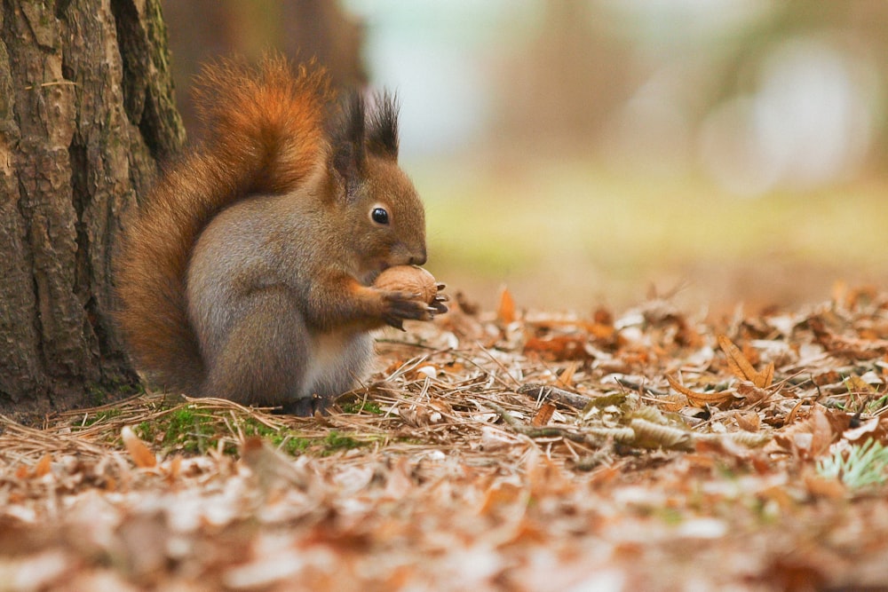 Braunhörnchen auf braunen getrockneten Blättern tagsüber