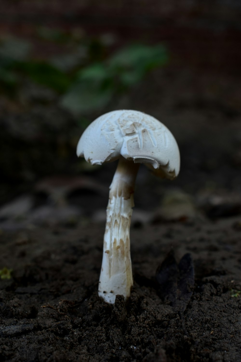 white mushroom in close up photography