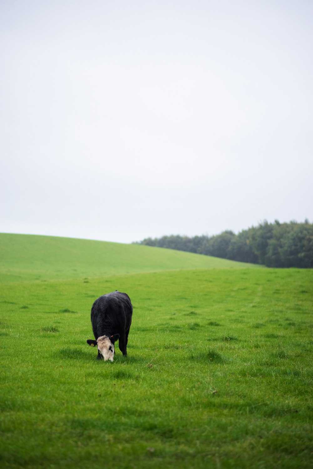 black and white cow on green grass field during daytime