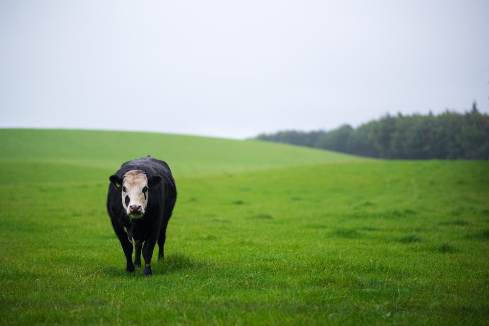 Vaca blanca y negra en campo de hierba verde