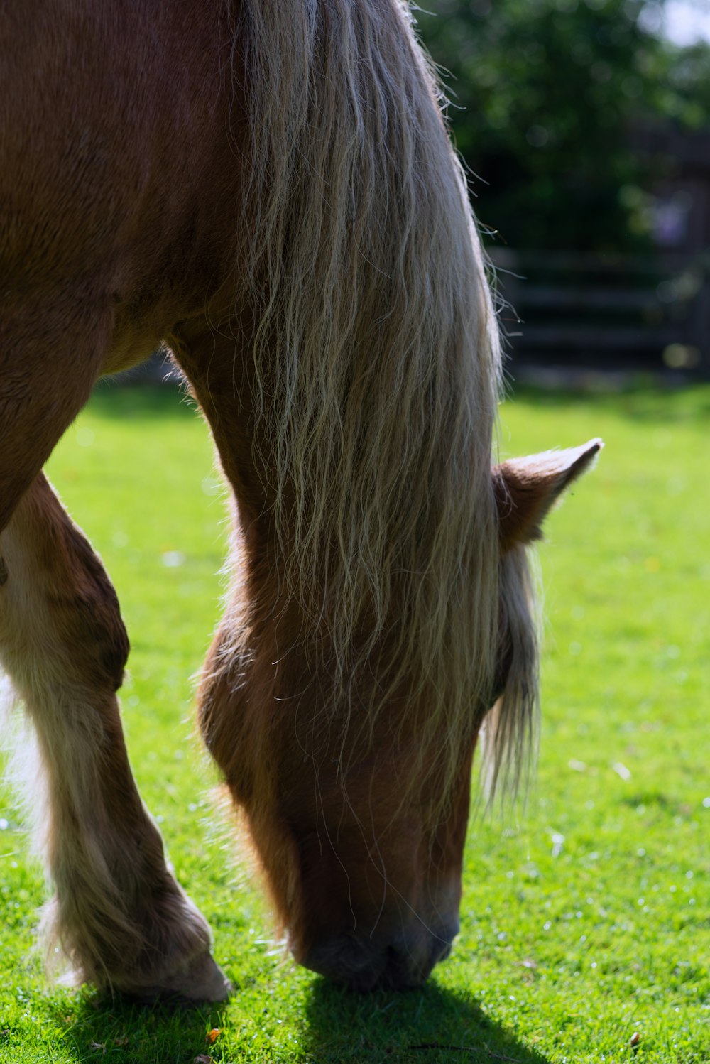 brown horse on green grass field during daytime