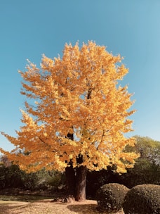 brown tree under blue sky during daytime