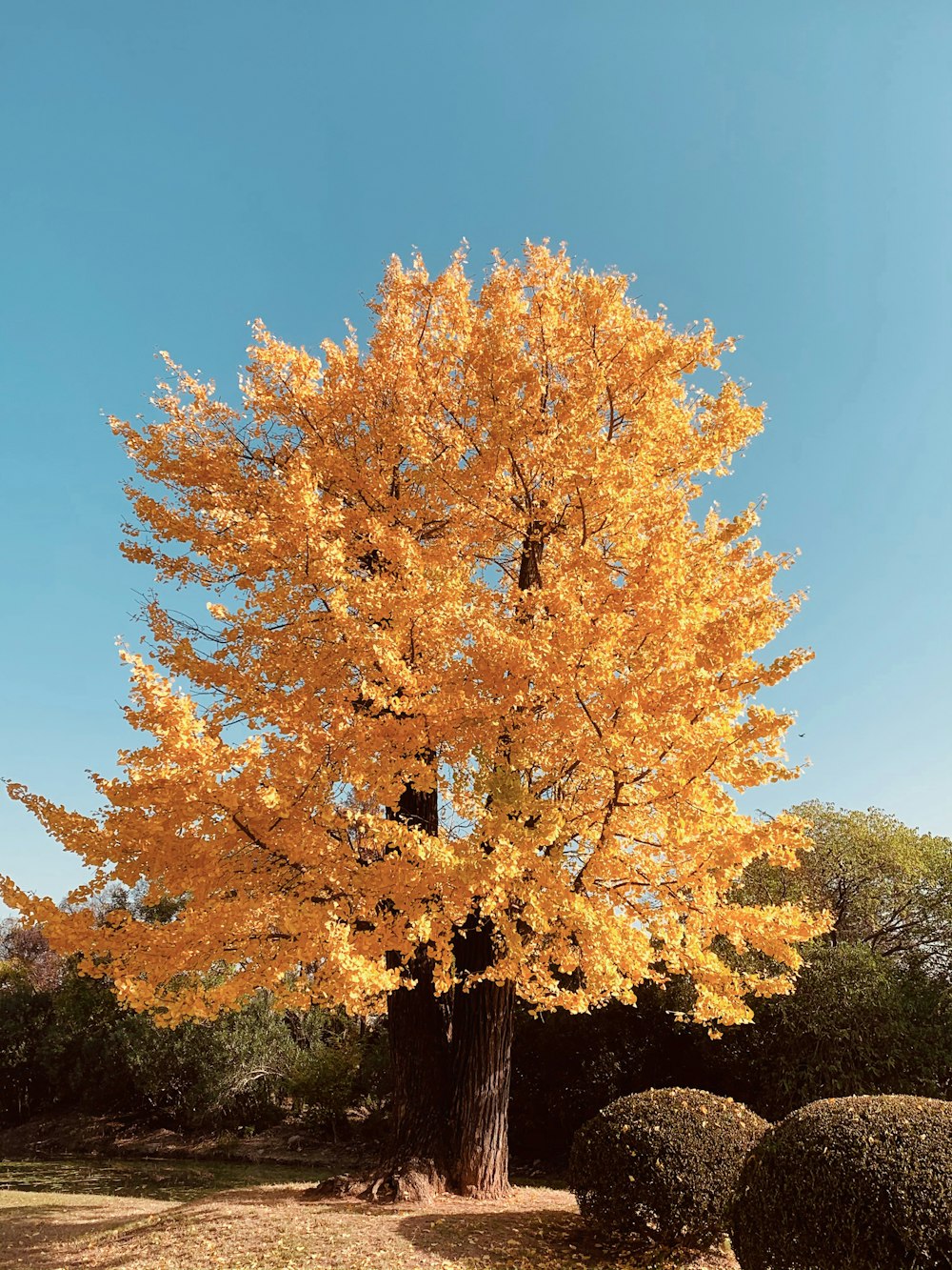 árbol marrón bajo el cielo azul durante el día