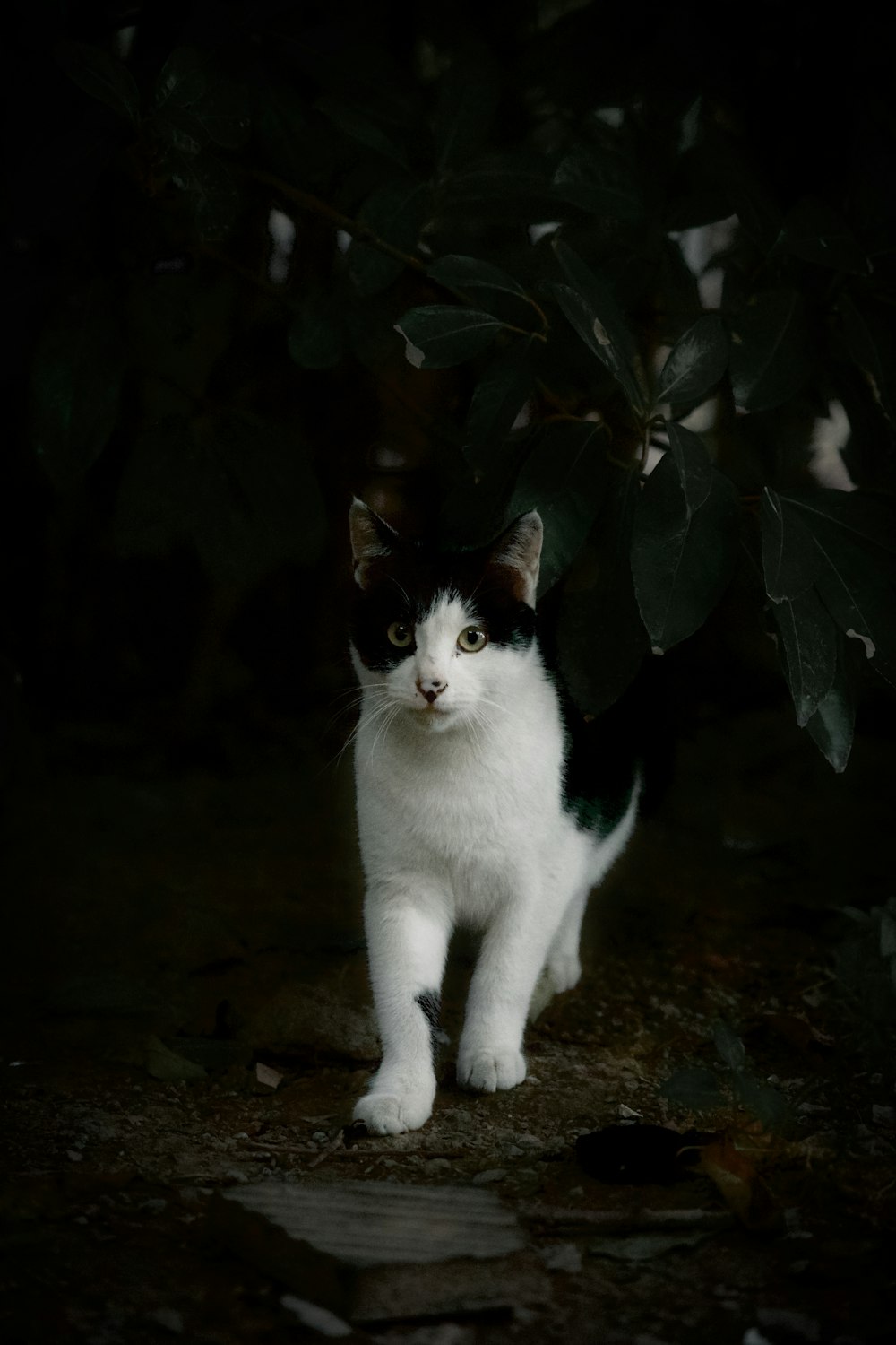 white and black cat on brown soil