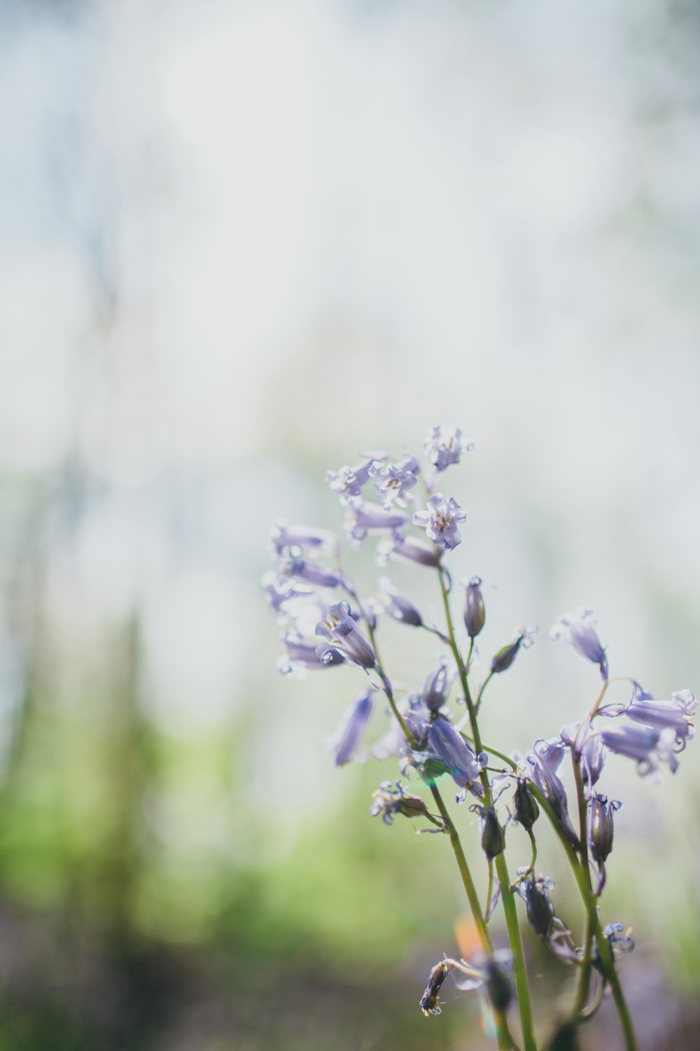 purple flower in tilt shift lens