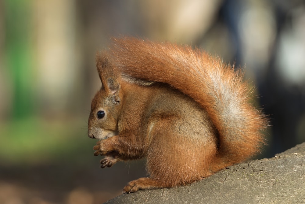 Braunhörnchen auf braunem Ast tagsüber