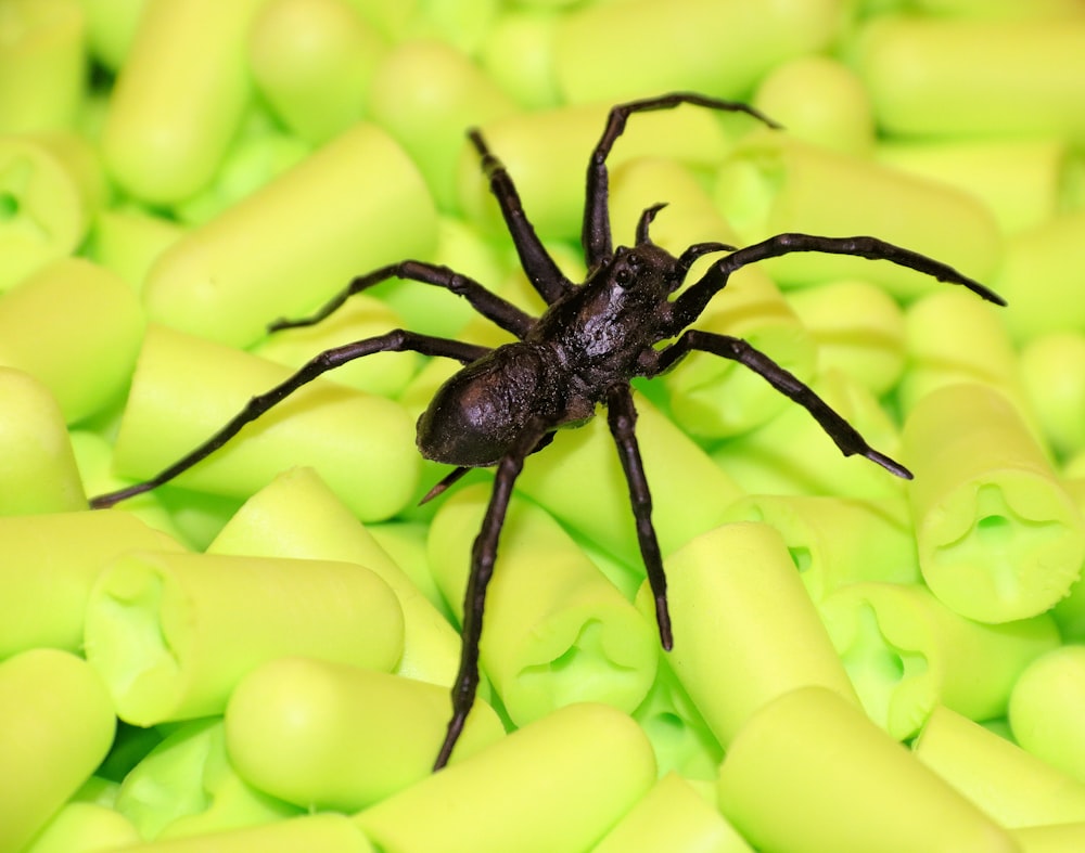 Schwarze Spinne auf gelbem Textil