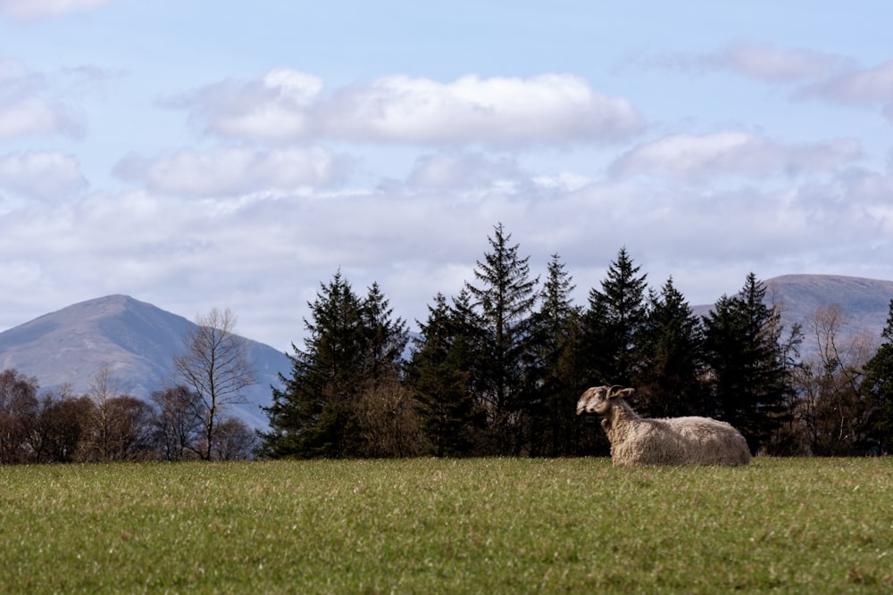 white sheep on green grass field near green trees under white clouds during daytime