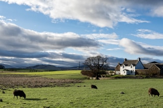 Rolling green fields under a sky filled with dynamic clouds. A few sheep graze in the foreground. A large tree stands near a traditional farmhouse, and hills are visible in the distance.