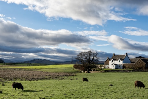Rolling green fields under a sky filled with dynamic clouds. A few sheep graze in the foreground. A large tree stands near a traditional farmhouse, and hills are visible in the distance.