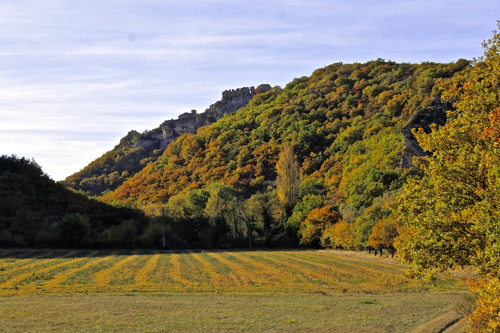 green trees on mountain under white sky during daytime