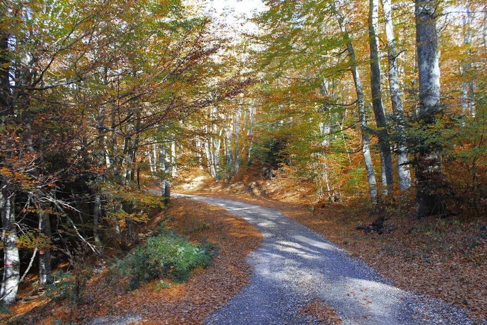 brown pathway between green trees during daytime