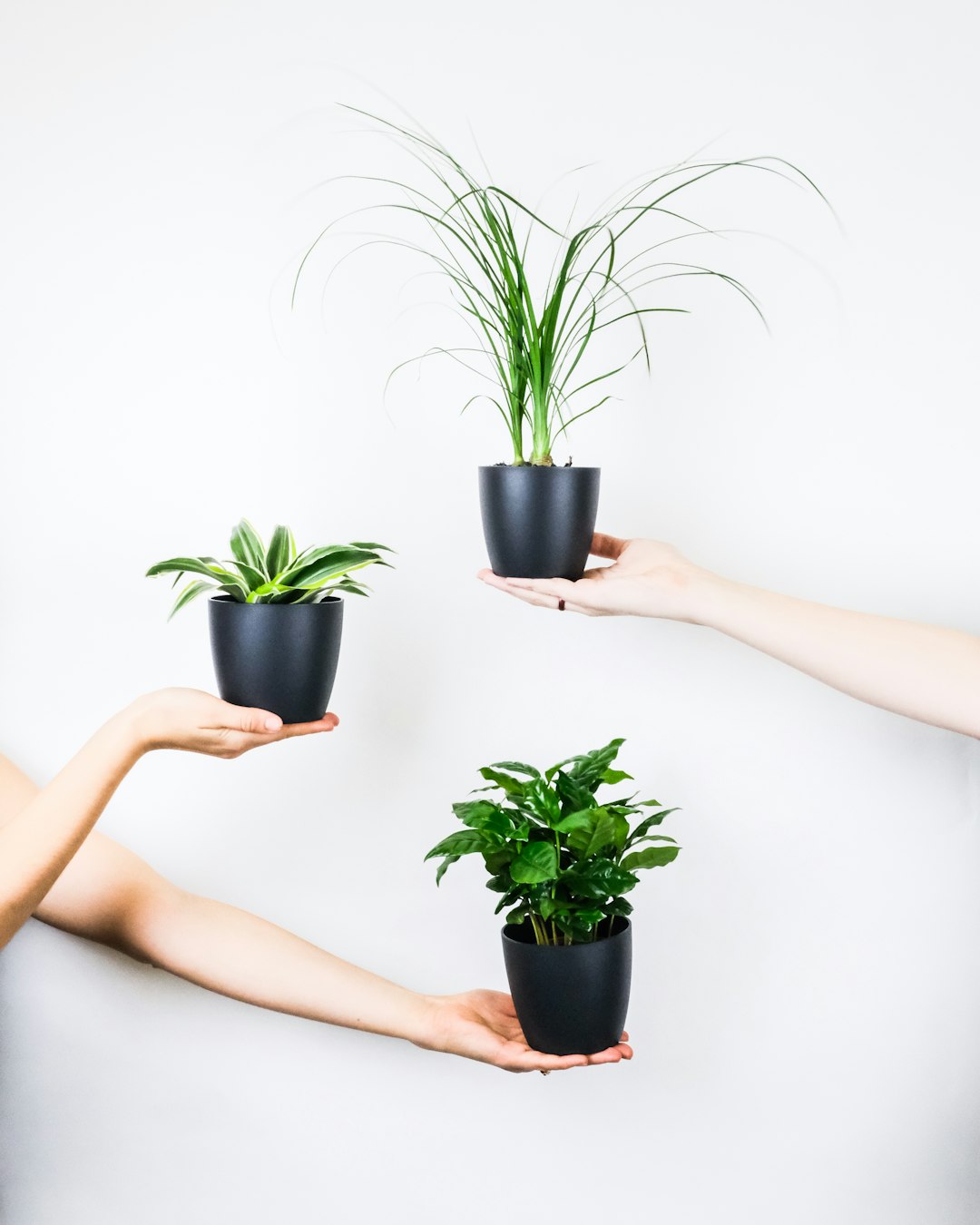 woman holding green plant on black pot