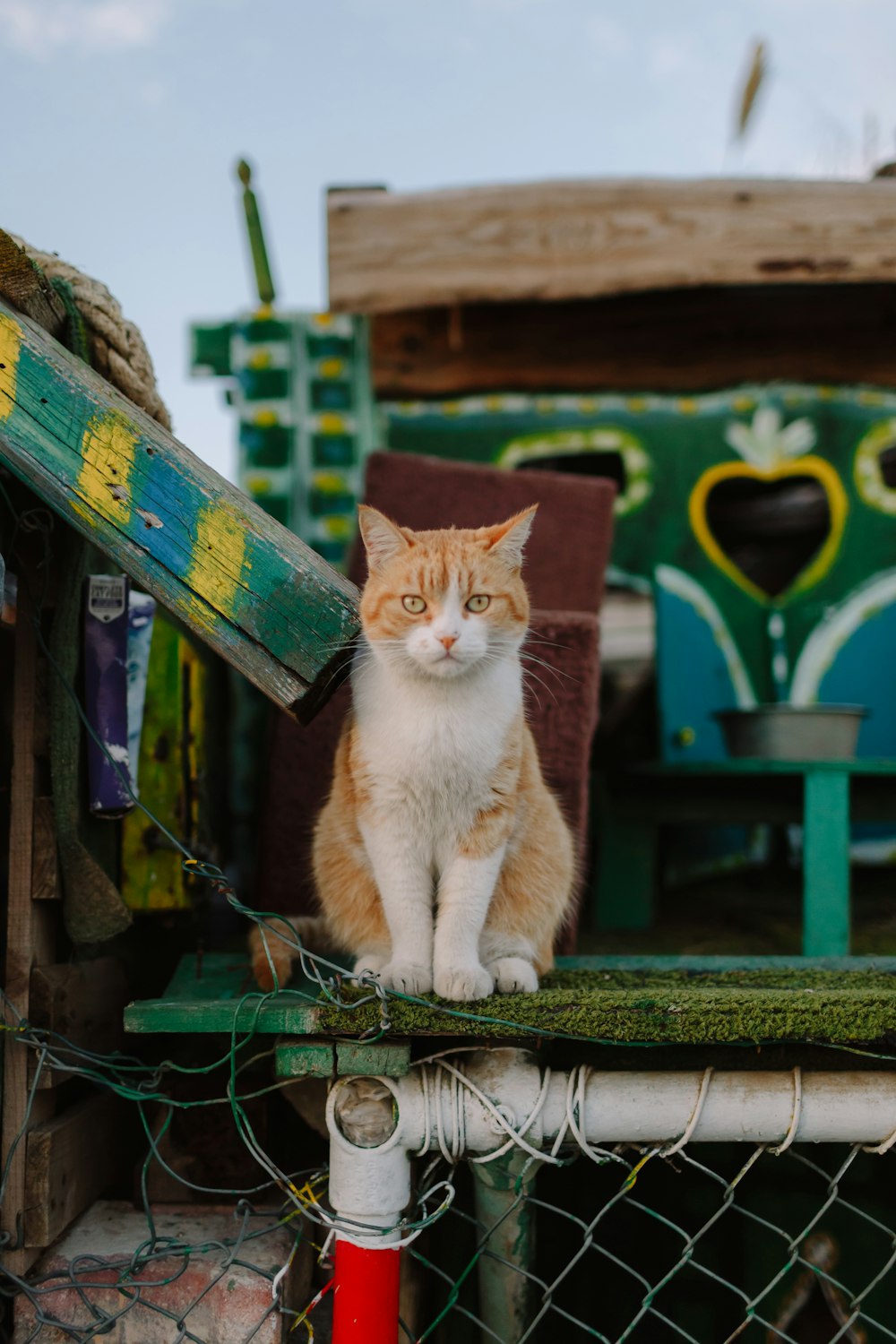 gatto soriano arancione e bianco su staccionata di legno verde durante il giorno