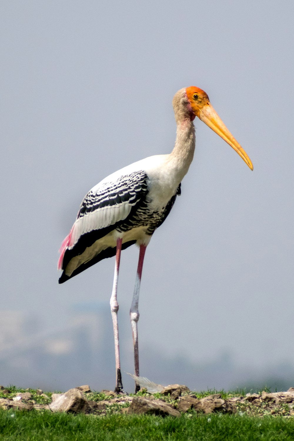 white stork perched on brown stick
